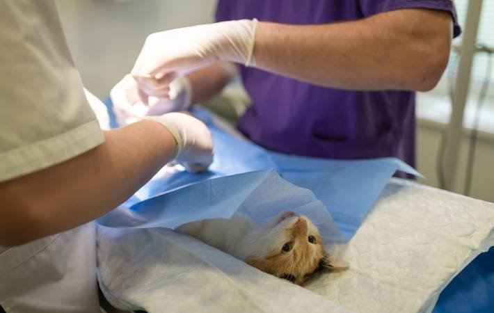 Día Mundial de la Esterilización Animal