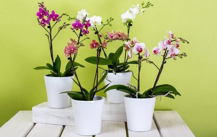 los cuidados de las orquídeas