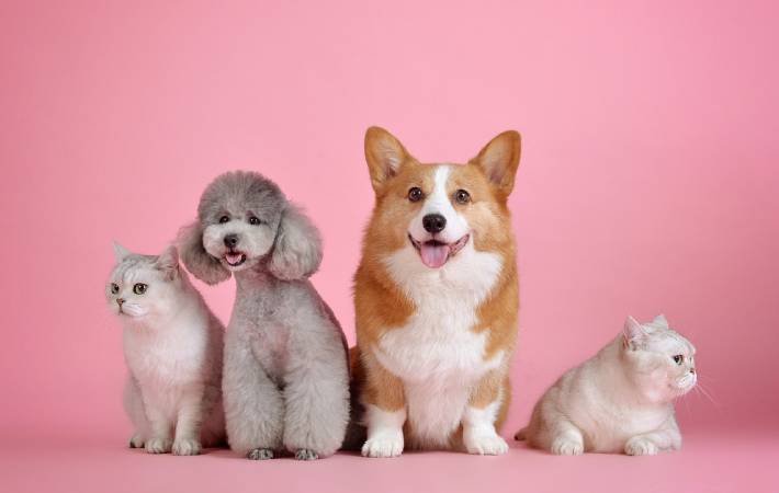 #EsterilizaATuMascota Esteriliza a tus mascotas