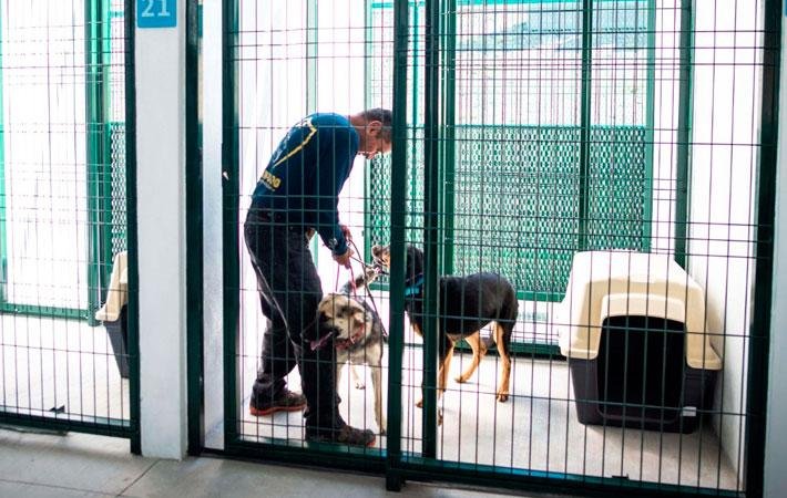 Perrita “Enedina” se recupera bajo protección de la BUAP