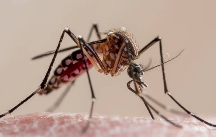 Suma Puebla mil 208 casos de dengue