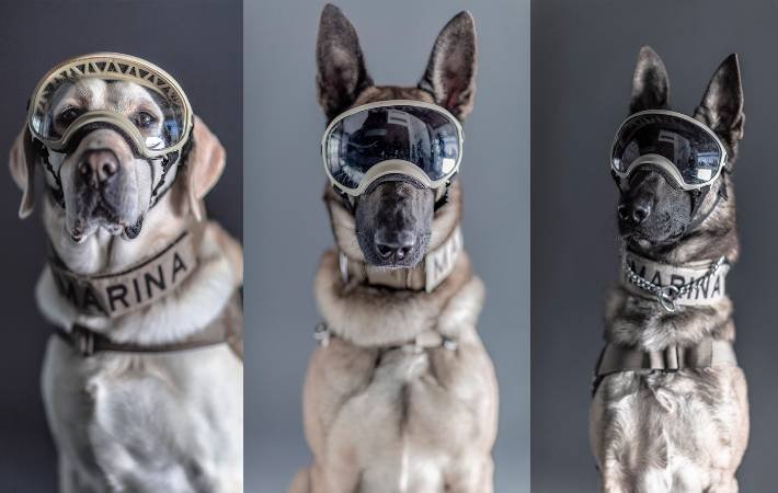 La invaluable importancia de los perros rescatistas en México