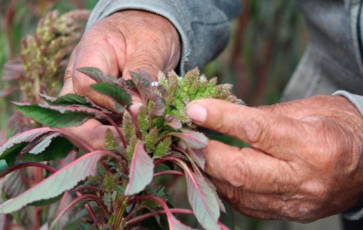 Pierden en Puebla cosechas de sorgo y amaranto ante sequía Pierden en Puebla cosechas de sorgo y amaranto ante sequía