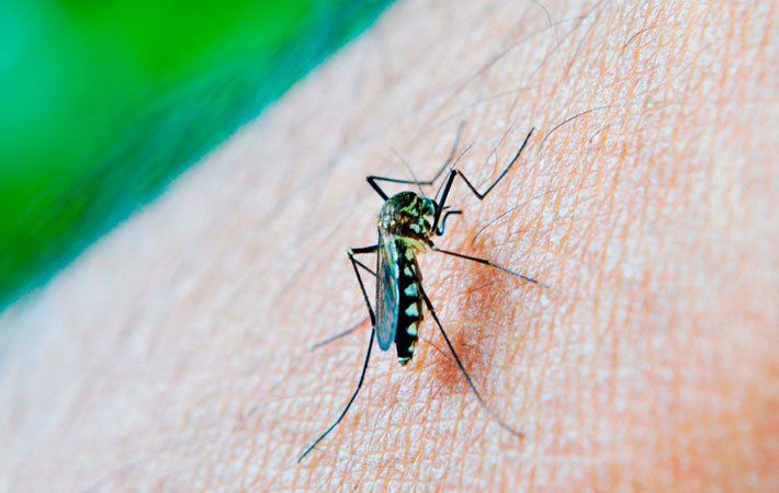 Suma Puebla dos mil 496 casos de dengue en este 2023