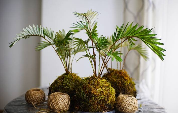 La belleza natural del Kokedama: Un arte vivo en tus manos