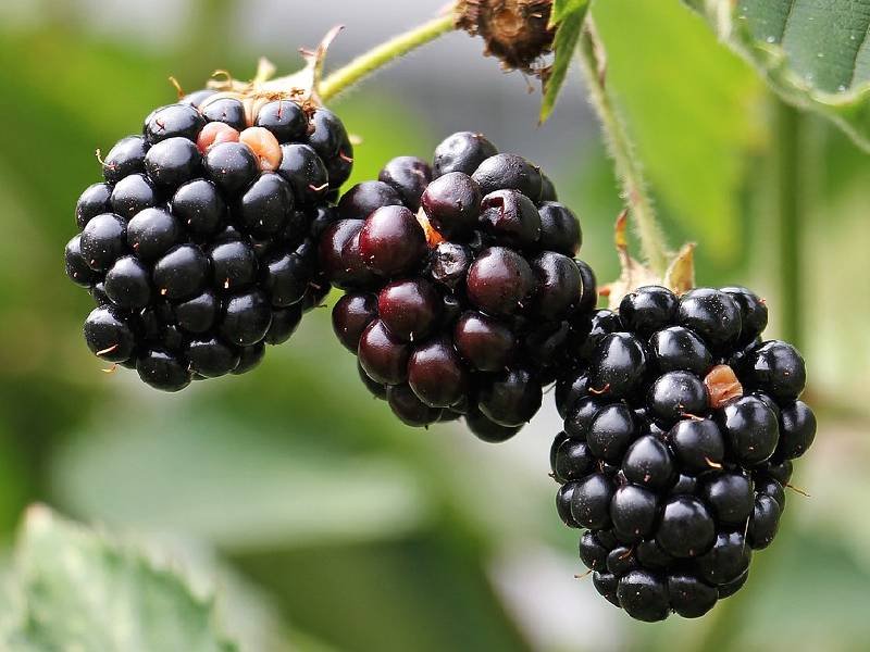 beneficios de la mora