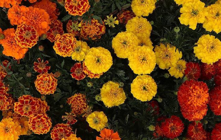 Explorando la Riqueza de la Flor de Cempasúchil en México Explorando la Riqueza de la Flor de Cempasúchil en México