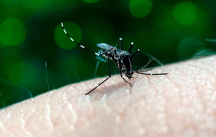 Concentran cinco municipios 47.5% de los casos de dengue: Salud