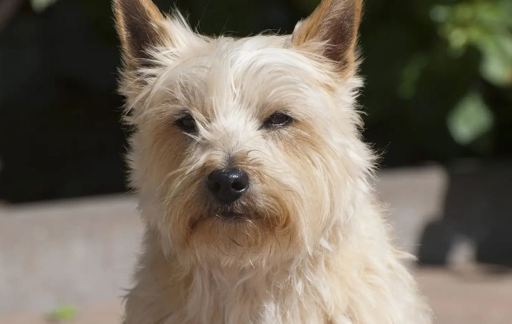 Razas de perros menos cariñosas
