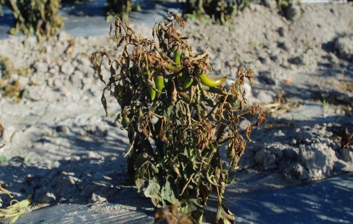 Aumentan a 520 las hectáreas de cultivos afectadas por las heladas en Puebla