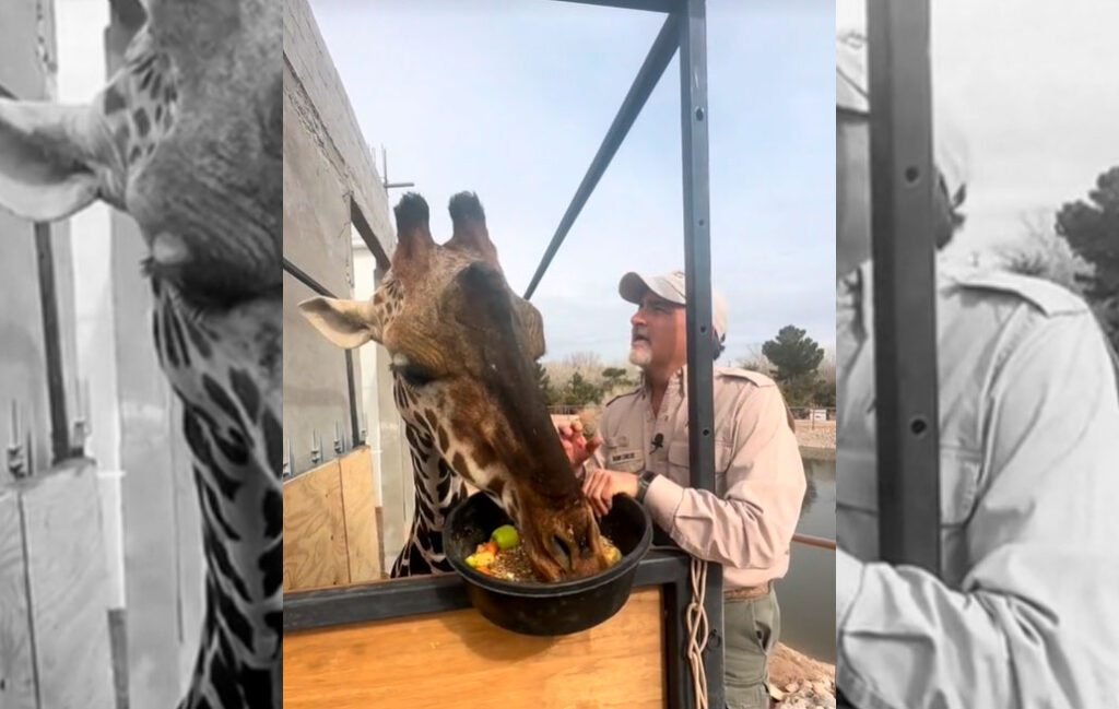 La llegada de la jirafa Benito fortalecerá el turismo: Afán Domínguez