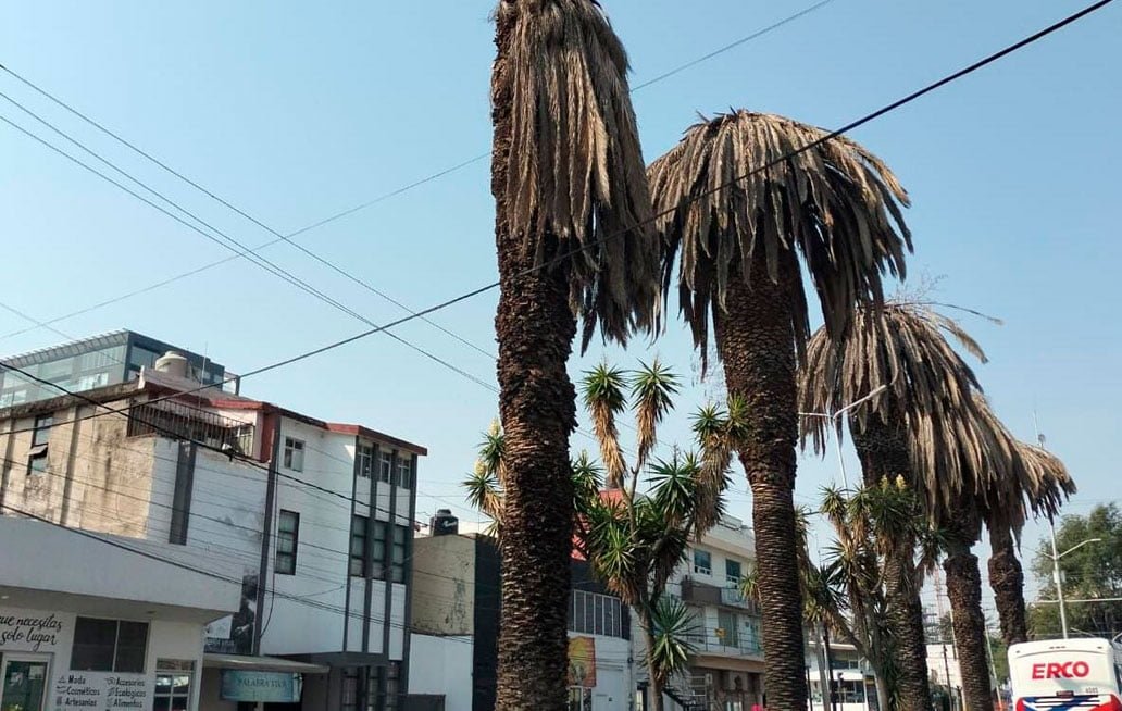 Retirá ayuntamiento de Puebla palmeras muertas en La Paz