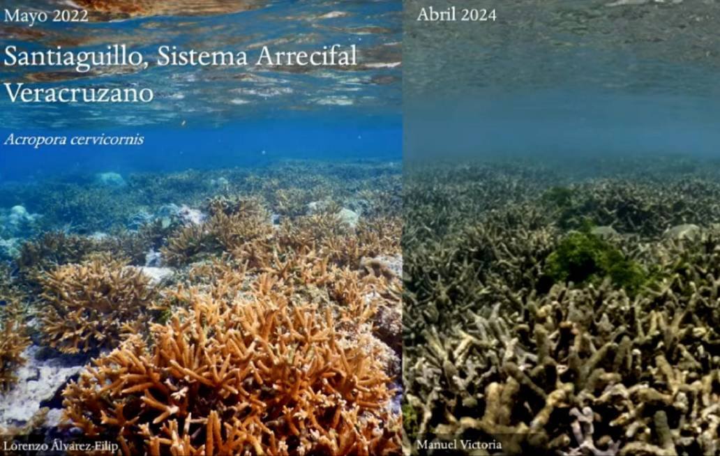 En riesgo, los arrecifes en México debido a las altas temperaturas, advierte científico en la BUAP