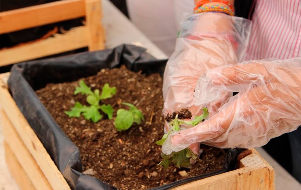 Presenta el ayuntamiento de Puebla el curso de verano agroecológico 