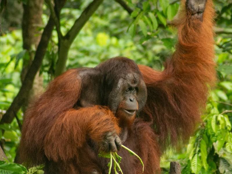 Día Internacional del Orangután: ¿Por qué debemos cuidarlos?