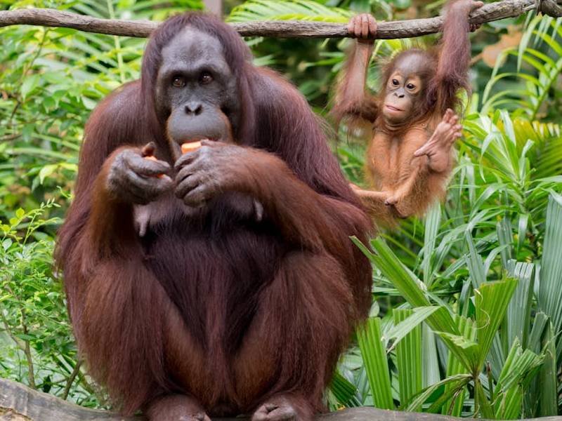 Día Internacional del Orangután: ¿Por qué debemos cuidarlos?