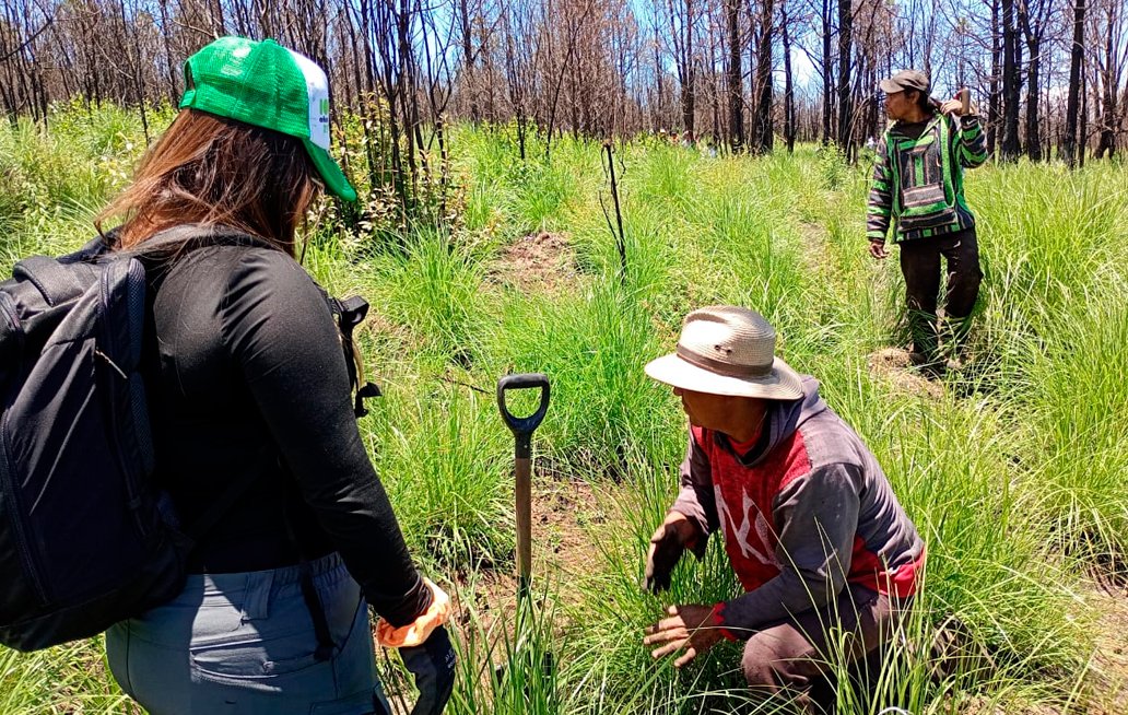 Agua de Puebla planta 11 mil árboles para reforestar La Malintzi