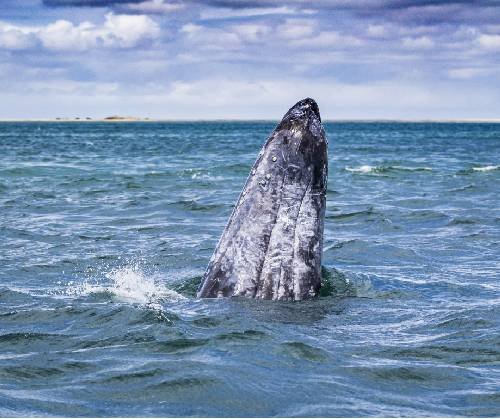 La Paz te invita a vivir la temporada de avistamiento del tiburón ballena