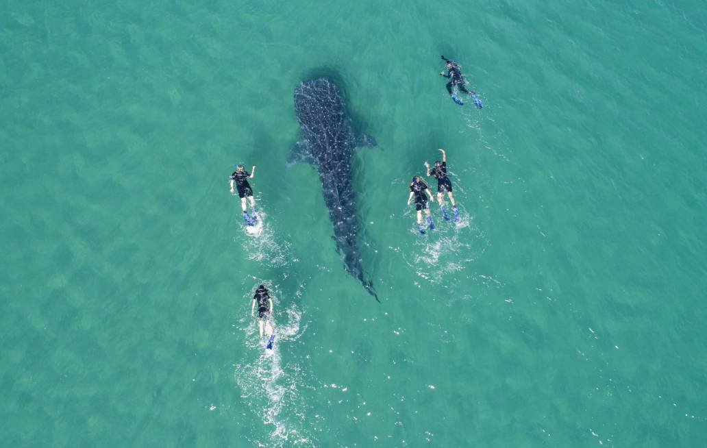 La Paz te invita a vivir la temporada de avistamiento del tiburón ballena