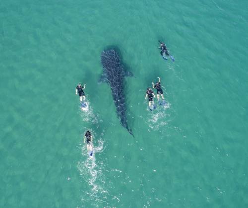 La Paz te invita a vivir la temporada de avistamiento del tiburón ballena