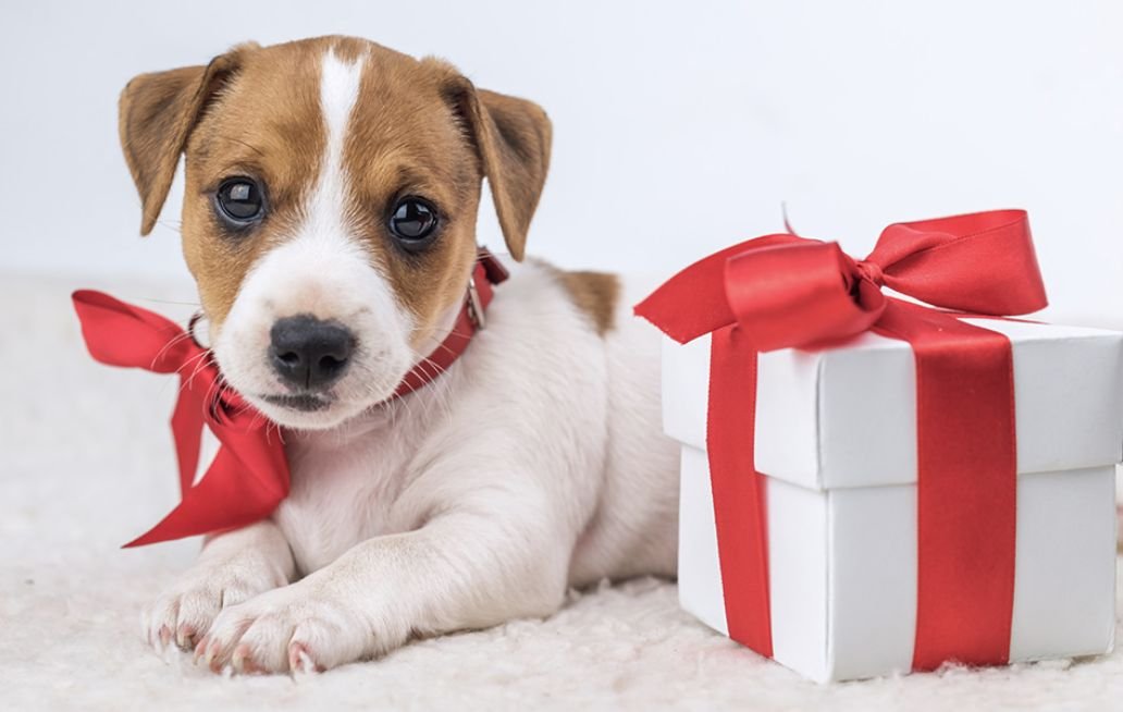 Poblanas-y-poblanos-piden-no-regalar-perritos-o-gatitos-por-