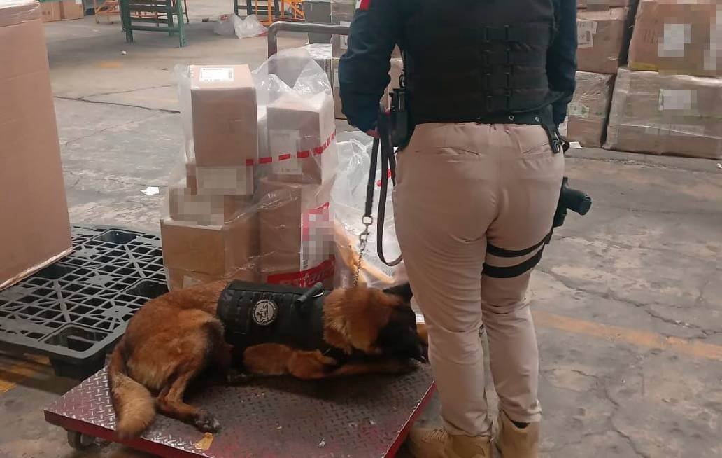 La SSC asegura más de 16 kilogramos de narcóticos en una empresa de paquetería