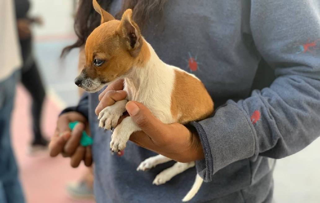 No regales mascotas en temporada Navideña, exhorto Regidora Alondra Méndez