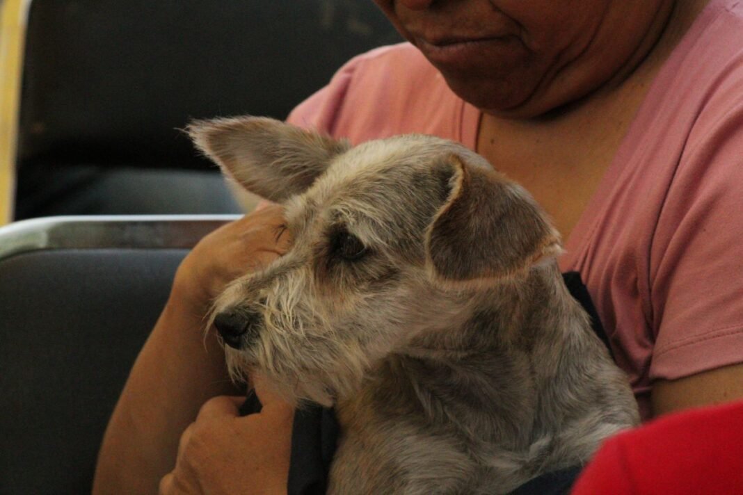 Promueven salud y cuidado animal en jornada organizada por el Gobierno de la Ciudad de Puebla