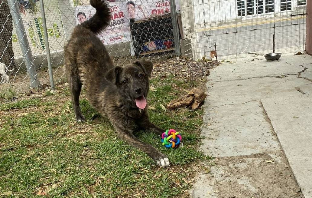 Se logra la primera sanción administrativa en materia de bienestar animal en Cuautlancingo
