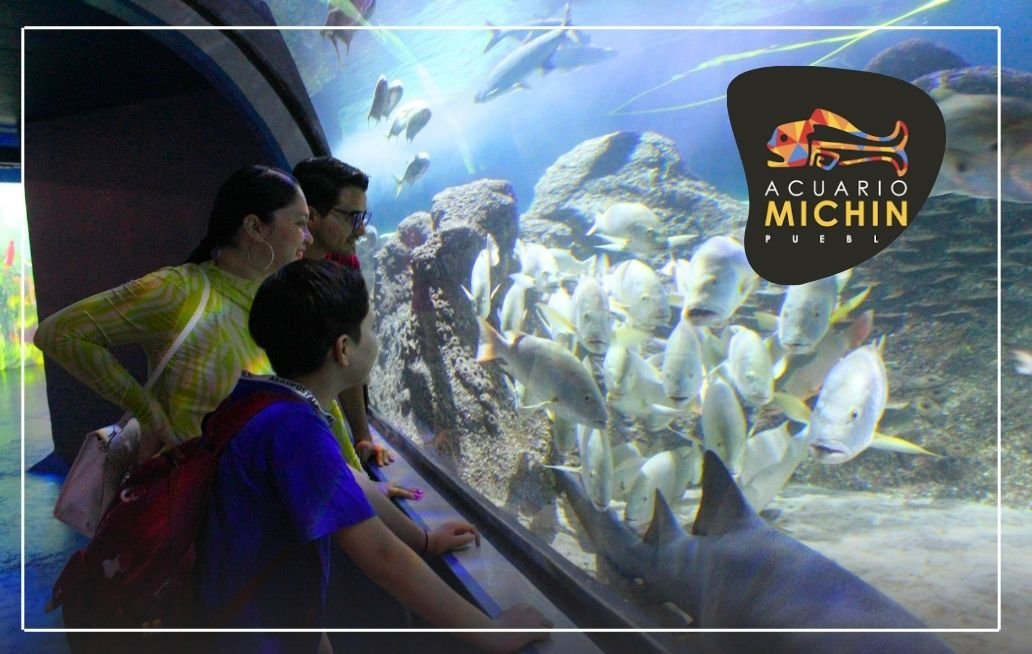 Acuario Michin Puebla regala acceso gratuito a docentes