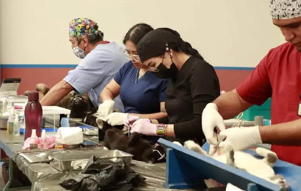 En junio continuarán jornadas de esterilización en Cuautlancingo