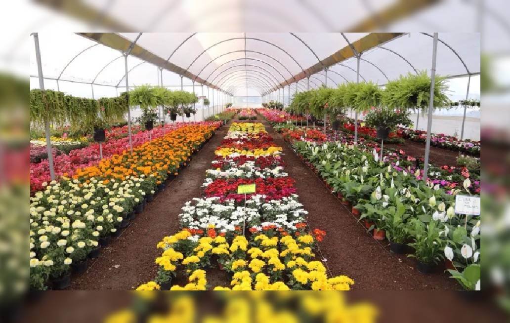 Productores de flores de Atlixco confían en mejorar ventas por Día de las Madres