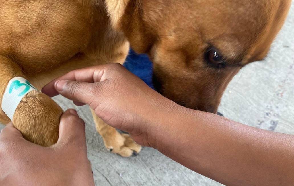 Promueve el Gobierno de la Ciudad de Puebla bienestar animal en más zonas de la capital poblana