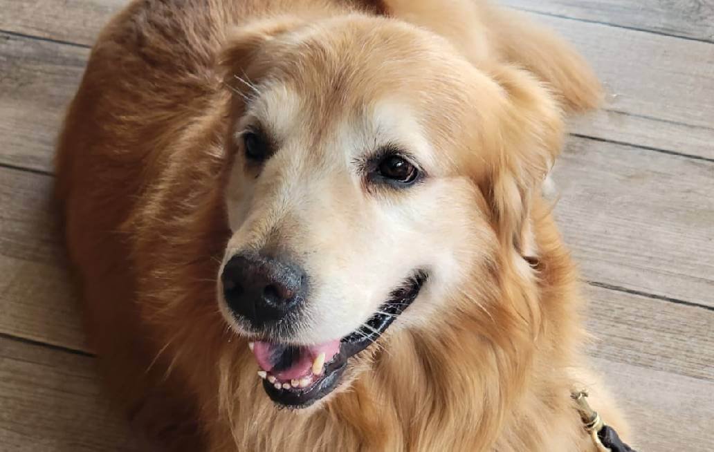 Anuncian la carrera Lomitos Imparables