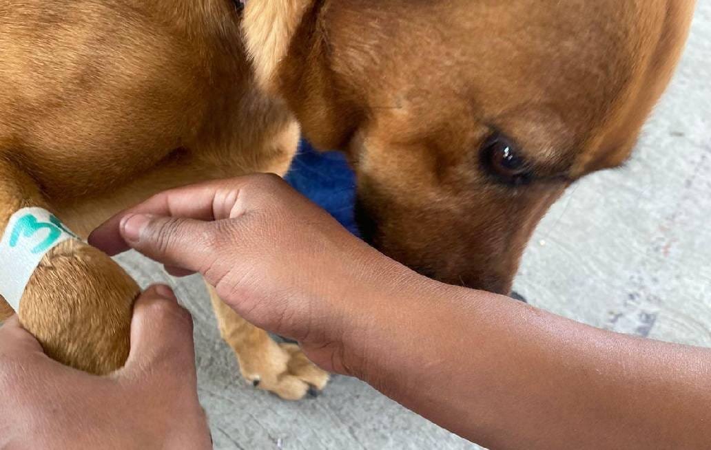 Consolida Gobierno de la Ciudad de Puebla estrategia integral en favor del bienestar animal