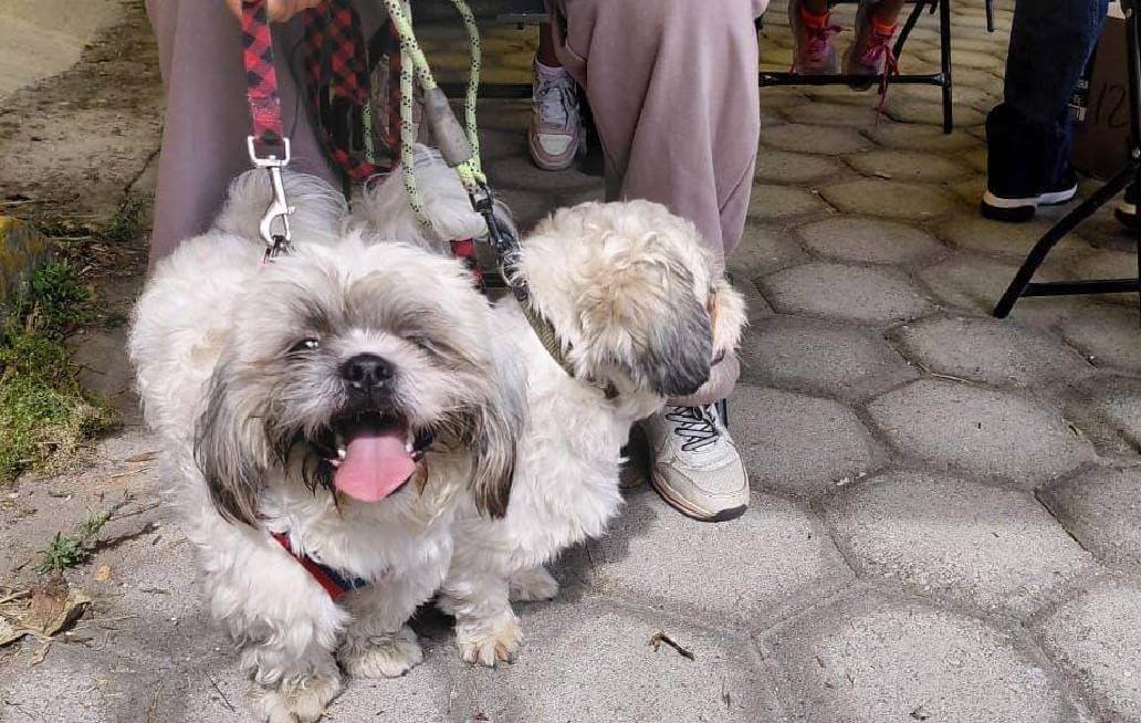 Acerca Gobierno de la Ciudad de Puebla servicios de bienestar animal a colonias del municipio