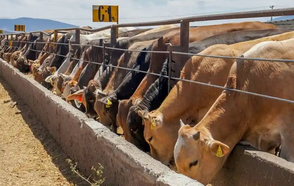 Robos violentos de ganado porcino deja pérdidas por 10 mdp Robos violentos de ganado porcino deja pérdidas por 10 mdp