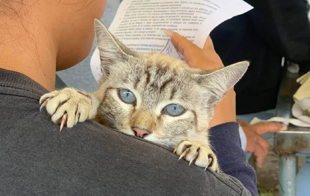 Jornadas de Protección Animal de la Ciudad de Puebla benefician a más colonias