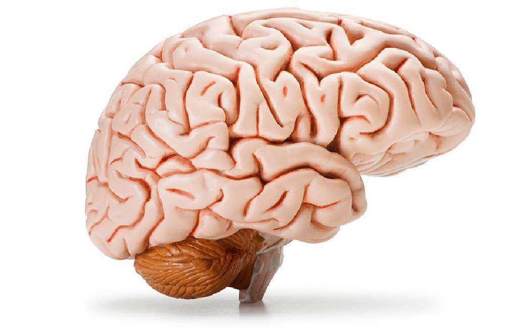 Puebla se suma al Día Mundial del Cerebro