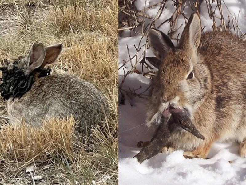 conejos con tentáculos