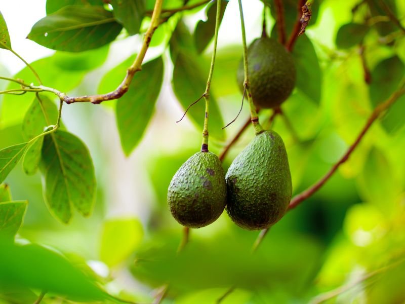 cuida la salud de tu cabello
