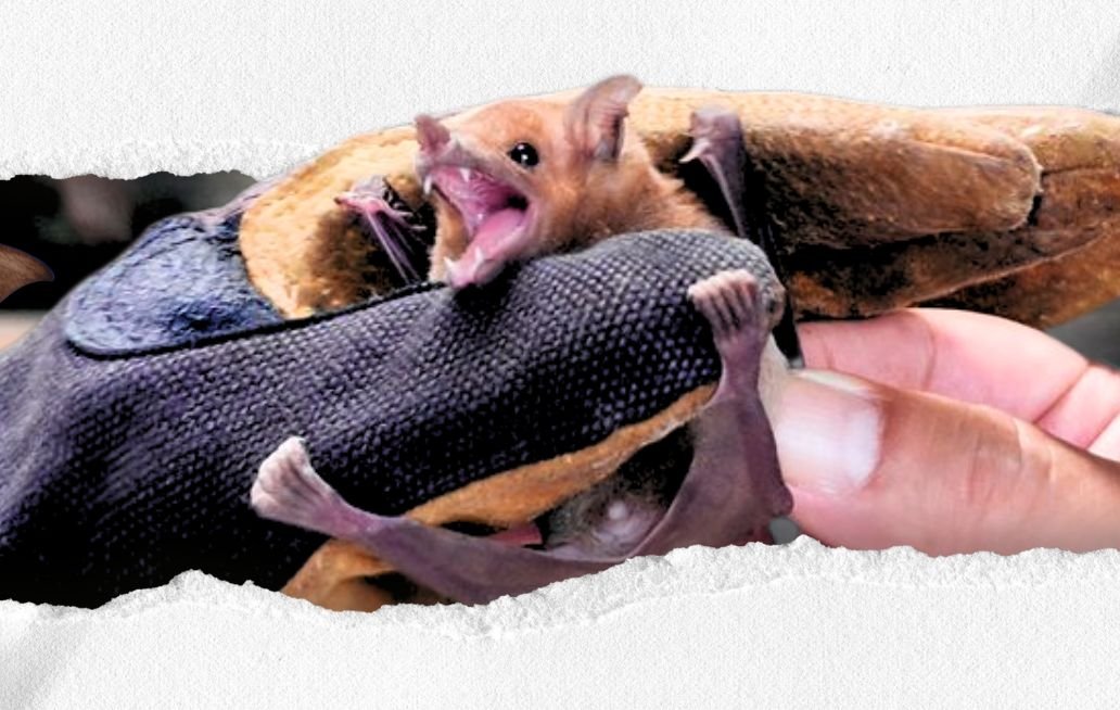 Tlaxcala: una familia alberga a más de 2 mil murciélagos Tlaxcala: una familia alberga a más de 2 mil murciélagos