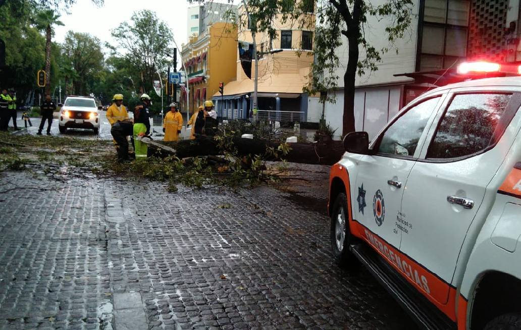 Cae árbol en la Avenida Juárez de la Ciudad de Puebla; descartan personas lesionadas