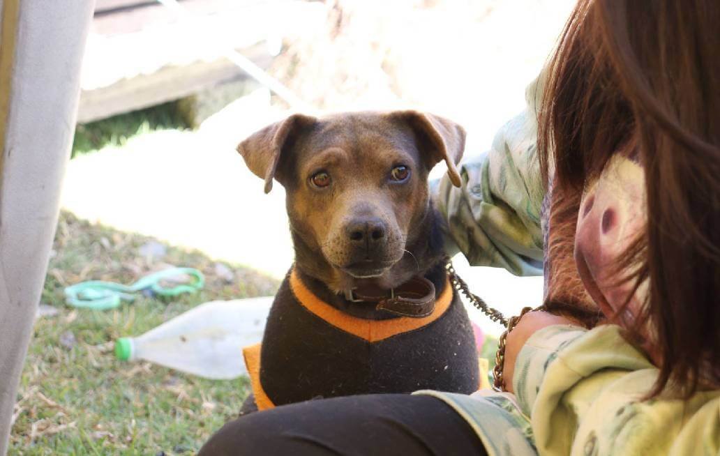 Lleva Gobierno de la Ciudad de Puebla Jornadas de Bienestar Animal a diferentes zonas