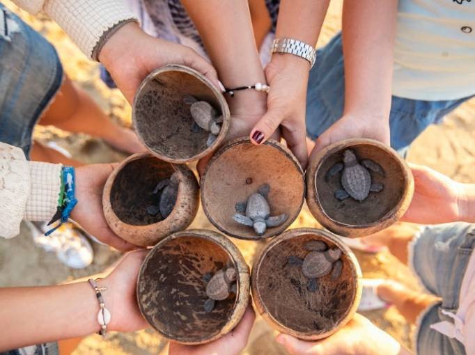 que hacer en la paz baja california todos santos pueblo magico