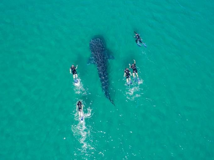 que hacer en la paz baja california