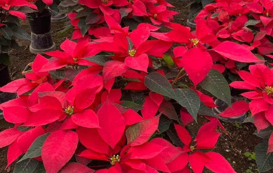 Puebla, líder en producción de Flor de Nochebuena