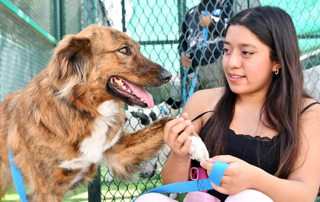CAETO BUAP, un espacio que preserva el bienestar de sus coterapeutas caninos