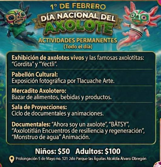 Museo del Axolote celebrará el Día Nacional del Axolote 2026