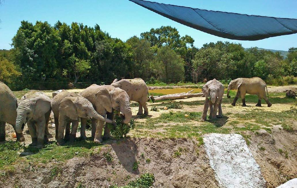 10 datos que pocos saben de Africam Safari (Puebla, México)